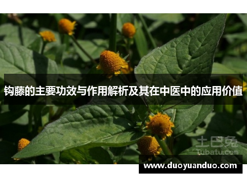 钩藤的主要功效与作用解析及其在中医中的应用价值